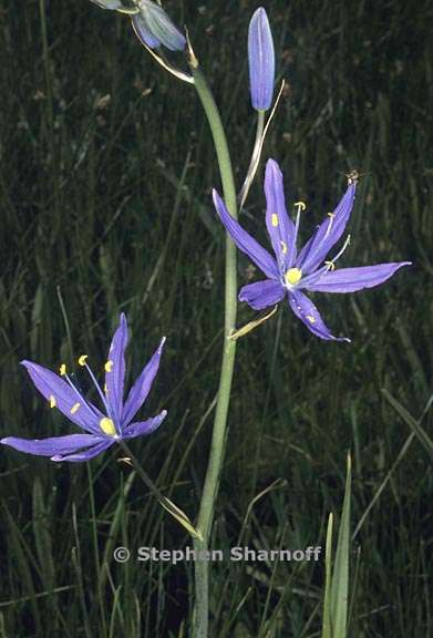 camassia leichtlinii ssp suksdorfii 7 graphic